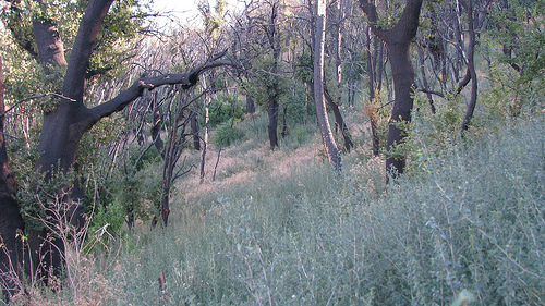 Little Pine Spring Happy Hollow Connector Trail Los Padres National Forest Hike Little Pine Mountain Santa Barbara