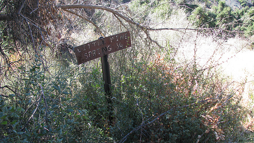 Little Pine Spring Los Padres National Forest Hike Little Pine Mountain Santa Barbara