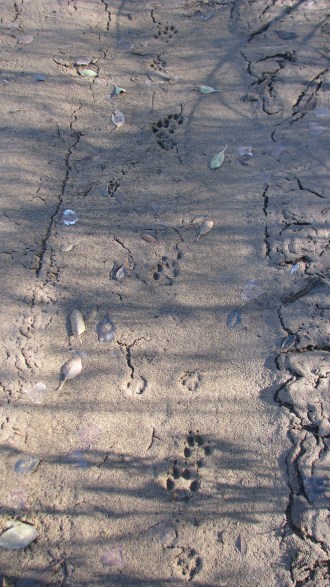 Los Padres National Forest Agua Caliente Hot Springs Santa Barbara