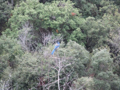 scrub jay aliso canyon hike trail los padres national forest sage hill