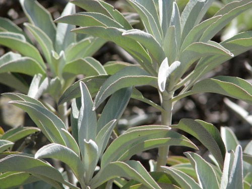 Los Padres National Forest Santa Ynez River Santa Barbara Hike Deer Aliso Canyon Sage Hill