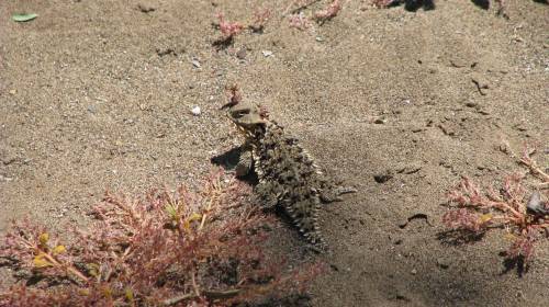 Horny Toad Lizard Los Padres National Forest Dick Smith Wilderness Hike