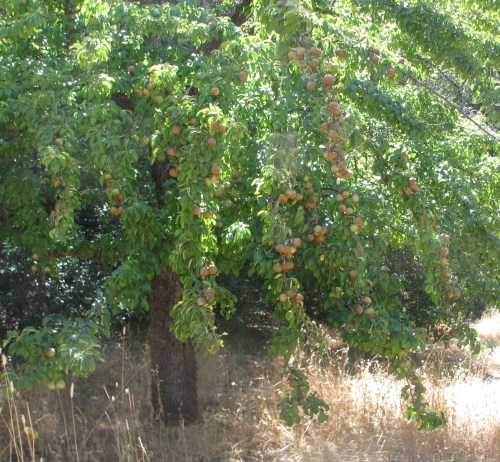 Los Padres National Forest Santa Barbara Backcountry Hike Forbush Flats Santa Ynez Mountains Cold Springs Trail