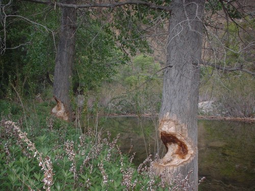 Beaver Sign on Cottonwoods Along the Sisquoc River Los Padres National Forest San Rafael Wilderness Sisquoc River Jackson Trail Sycamore Beavers