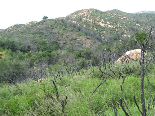 Los Padres National Forest Santa Barbara Hike Rattlesnake Canyon Santa Ynez Mountains