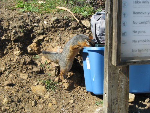 Anything for me? Santa Cruz Island Fox Channel Islands National Park Scorpion Anchorage