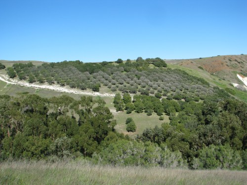 Olive Grove "Santa Cruz Island" "Olive Grove" "Channel Islands National Park" "Smuggler's Cove"