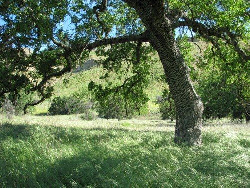 Los Padres National Forest Manzana Schoolhouse Sisquoc River Santa Barbara Backcountry San Rafael Wilderness