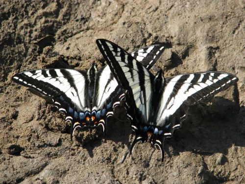 Santa Ynez Mountains Santa Barbara Day Hike San Antonio Creek butterflies
