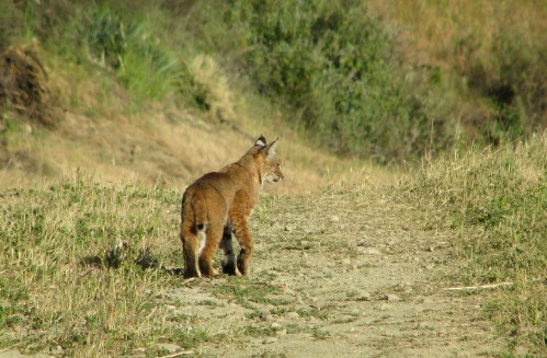 Bobcat Los Padres National Forest Santa Ynez Mountains Arroyo Burro Trail River Santa Barbara Hike Camino Cielo
