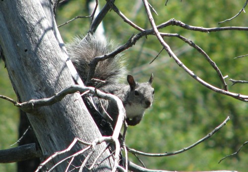 Grey Squirrel Los Padres National Forest Santa Barbara Backcountry Davy Brown Squirrel Munch Valley Trail