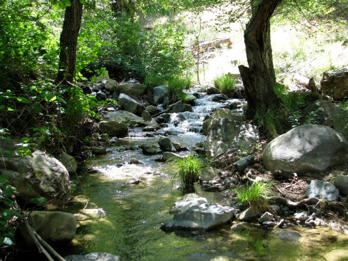 Los Padres National Forest Davy Brown