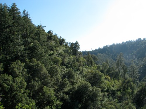 Los Padres National Forest Fir Canyon Davy Brown 
