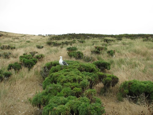 Channel Islands National Park Coreopsis Anacapa Island