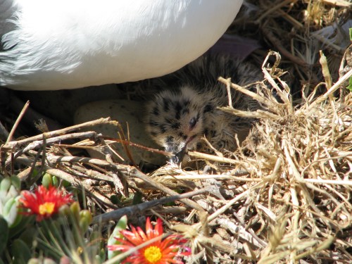 Channel Islands National Park Anacapa Island Western Gull