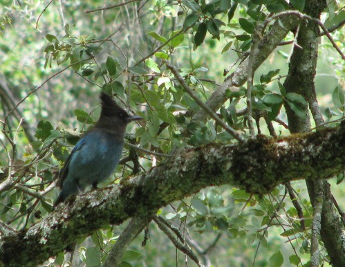 Los Padres National Forest Davy Brown Stellar's Jay