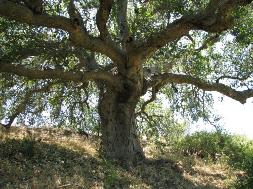 San Marcos Foothills Preserve Santa Barbara Hike Santa Ynez Mountains Oak