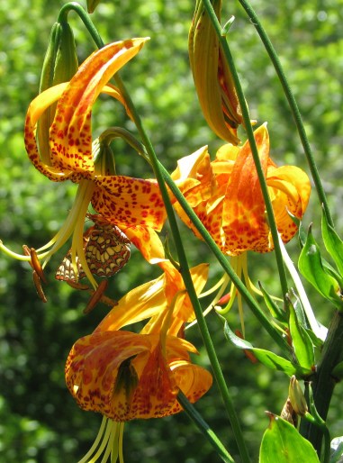 Los Padres National Forest Cold Springs Trail Santa Barbara Hike Backcountry Santa Ynez Mountains