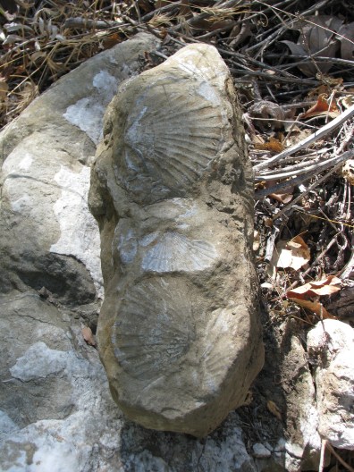 Shell Fossil Los Padres National Forest Santa Ynez Mountains River Cold Springs Trail Santa Barbara Hike Backcountry