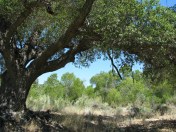 Los Padres National Forest Santa Ynez River Santa Barbara Day Hike Red Rock