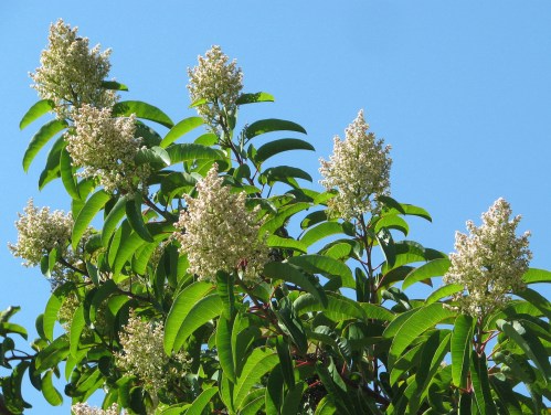 Los Padres National Forest Santa Barbara Montecito Hike Santa Ynez Mountains Buena Vista Trail Laurel Sumac