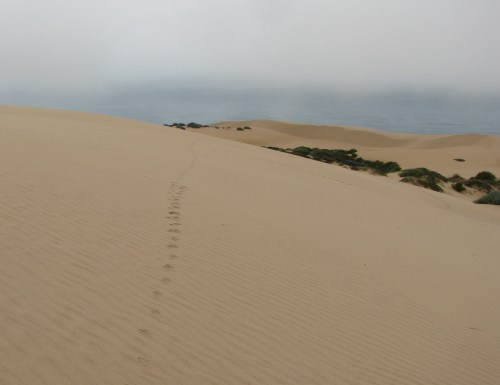 Coyote Tracks Guadalupe Dunes Hike