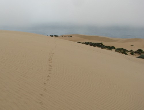 Coyote Tracks Guadalupe Dunes Hike