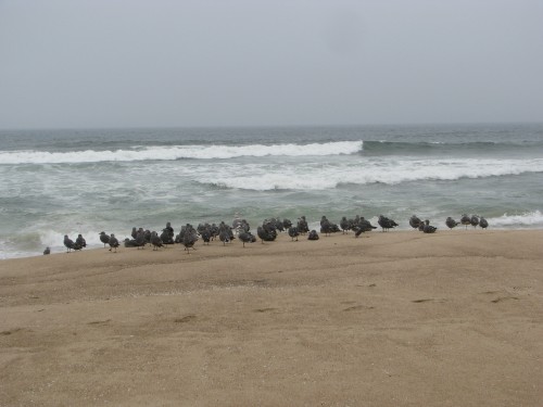 Shore Birds Guadalupe Dunes Pacific Ocean Hike