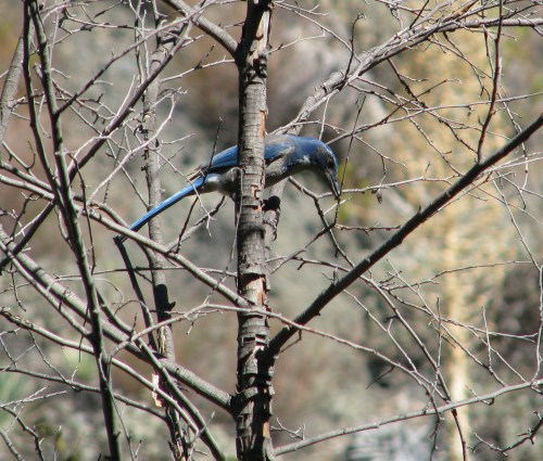 Scrub Jay Blue Canyon Trail Santa Ynez Mountains Santa Barbara Backcountry Hike