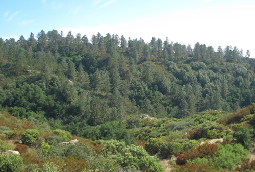 Pines Fremont Trail Los Padres National Forest Santa Barbara Backcountry Hike Santa Ynez Mountains Camino Cielo