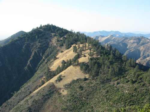 Coulter Pine Zaca Ridge Los Padres National Forest Santa Barbara Hike