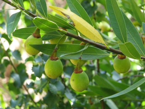 Bay Laurel Los Padres National Forest Tunnel Trail Santa Ynez Mountains