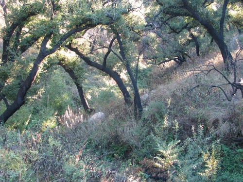 Parma Park east west Santa Barbara Hike Trail