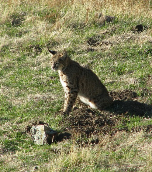 Bobcat Ranger Peak Los Padres National Forest