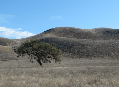Sedgwick Reserve Oak Sedgwick Reserve Santa Ynez Valley Hik