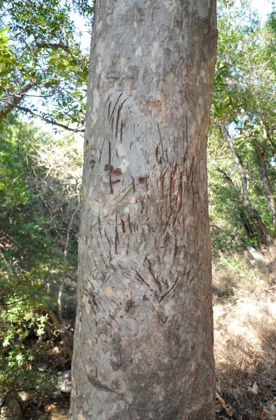 Bear Sign Baron Ranch Santa Barbara Hike Trail