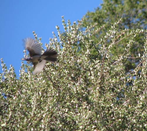 Scrub Jay Blue Canyon Santa Barbara Hike Trail Los Padres National Forest Blue Canyon