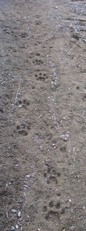 Mountain Lion Tracks Dick Smith Wilderness Indian Creek Los Padres National Forest Santa Barbara Backcountry Hike