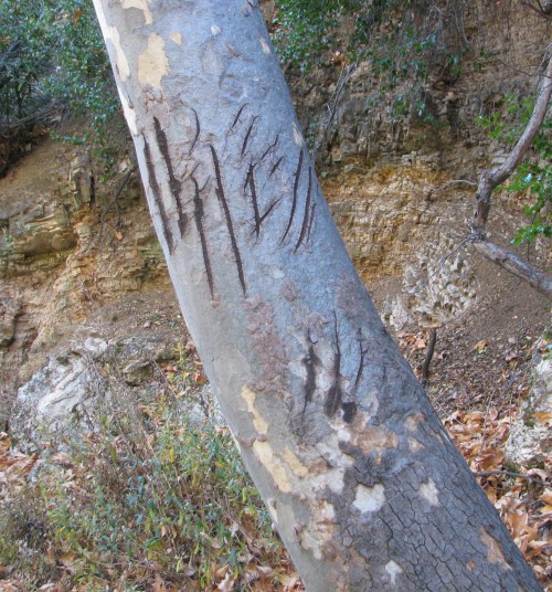 Bear Sign Los Padres National Forest Dick Smith Wilderness Indian Creek