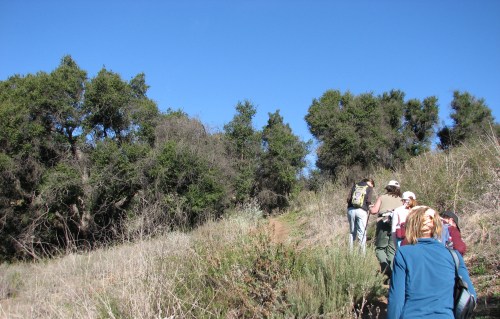 Edible Medicinal Plants Class Hike Santa Barbara Parma Park