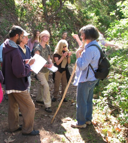 Edible Medicinal Plants Class Santa Barbara Trail Hike