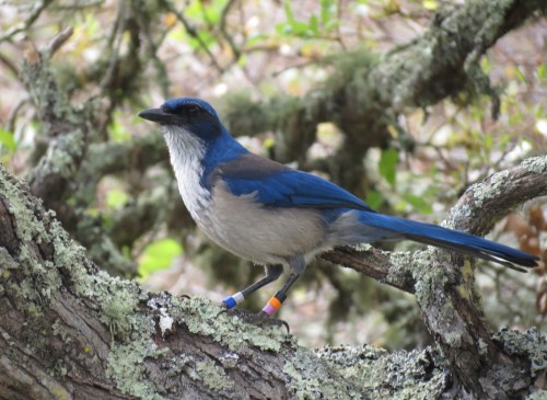 Santa Cruz Island Jay
