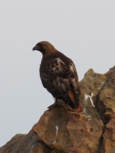 Red Tail Hawk Red Tail Hawk Arlington Peak Santa Ynez Mountains Los Padres National Forest Santa Barbara Day Hik Cathedral Peak