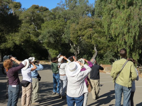 Audubon Bird Walk Santa Barbara Museum of Natural History