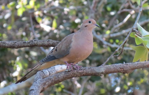Morning Dove Audubon Bird Walk 