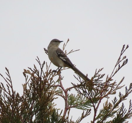 Northern Mocking Bird Eling's Park