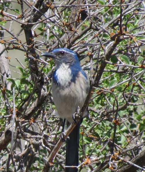 Scrub Jay Los Padres Nation Forest