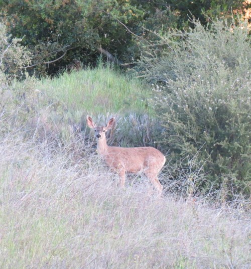 Black Tail Deer Los Padres National Forest