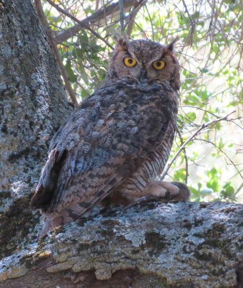 great horned owl los padres national forest la jolla trail