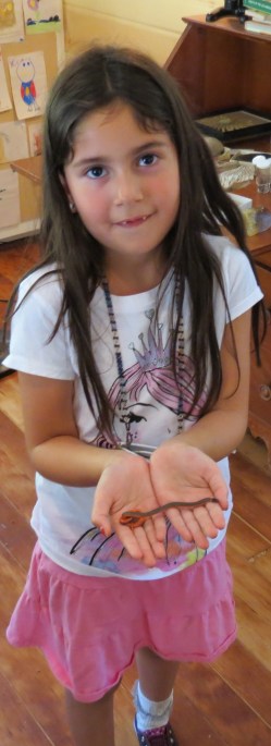 Santa Barbra Museum of Natural History backyard snake